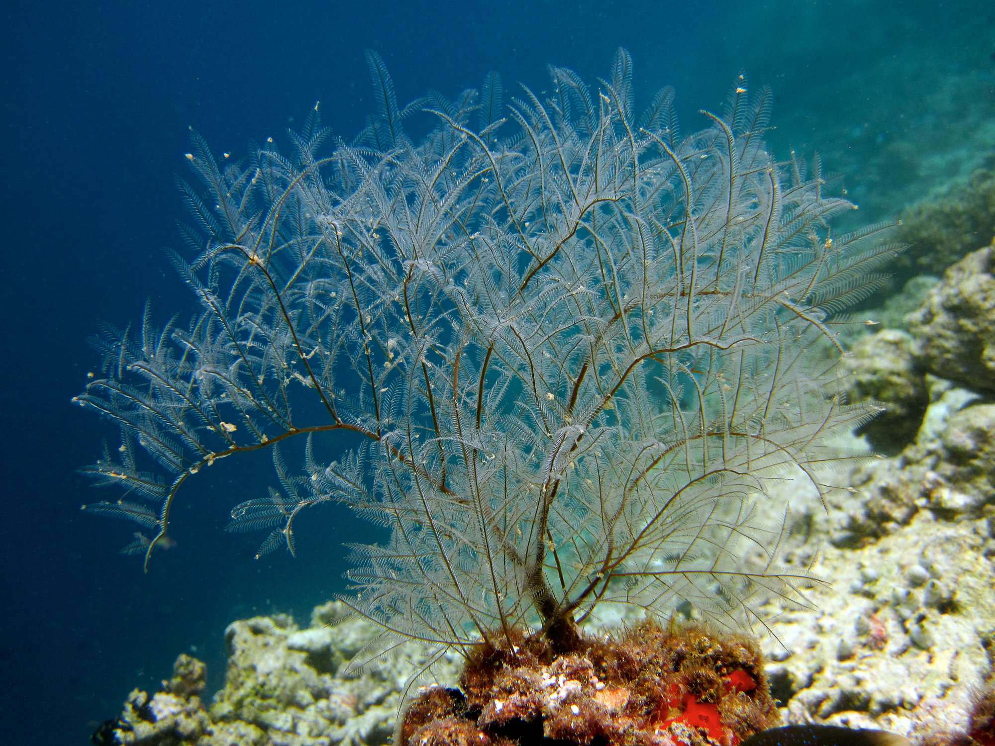 Ouch! Coral Injury Goes Untreated - Sepsis Sets In