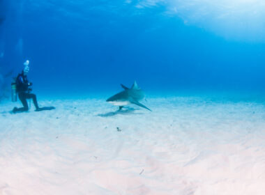 bull shark staring at scuba diver