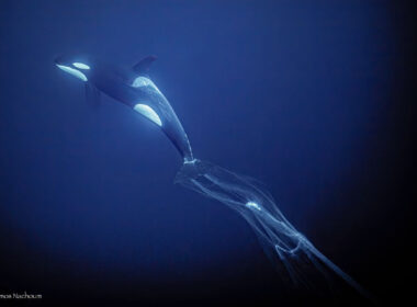 an entangled orca caught by a large net.