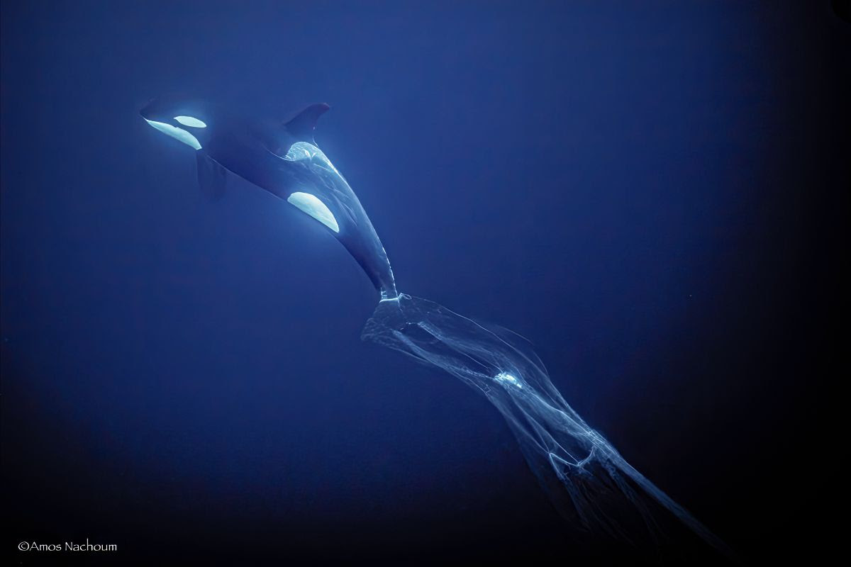 an entangled orca caught by a large net.