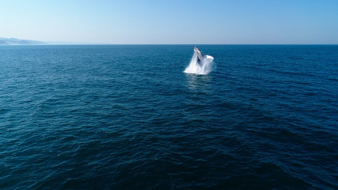 Humpback Whale Breaching in French Polynesia