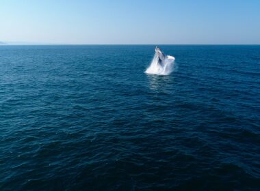 Humpback Whale Breaching in French Polynesia