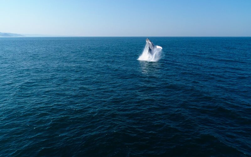 Humpback Whale Breaching in French Polynesia