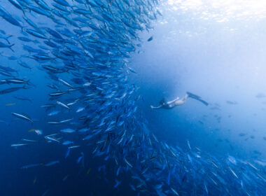 Some of the best diving is in June