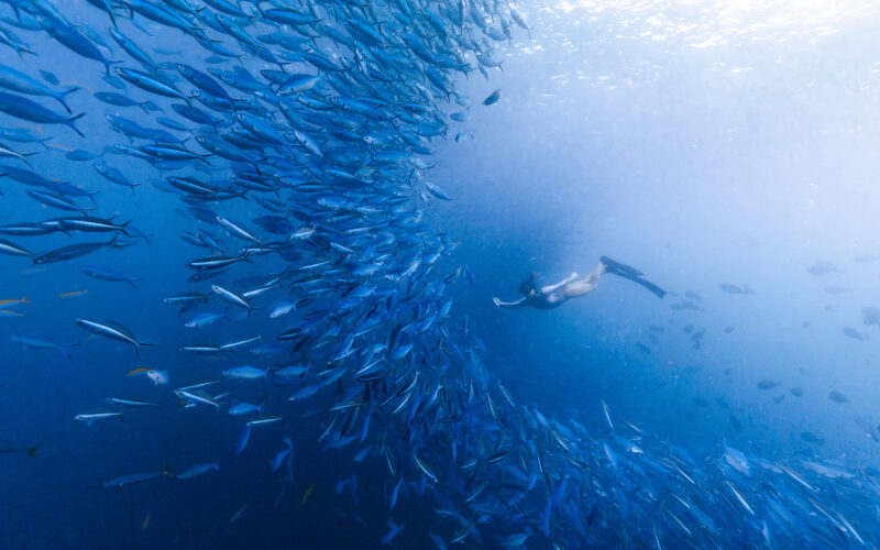 Some of the best diving is in June