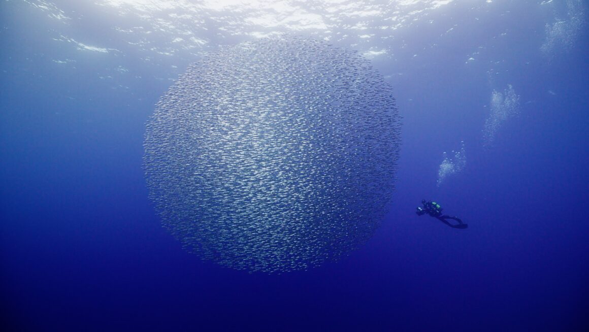 Sardine Run