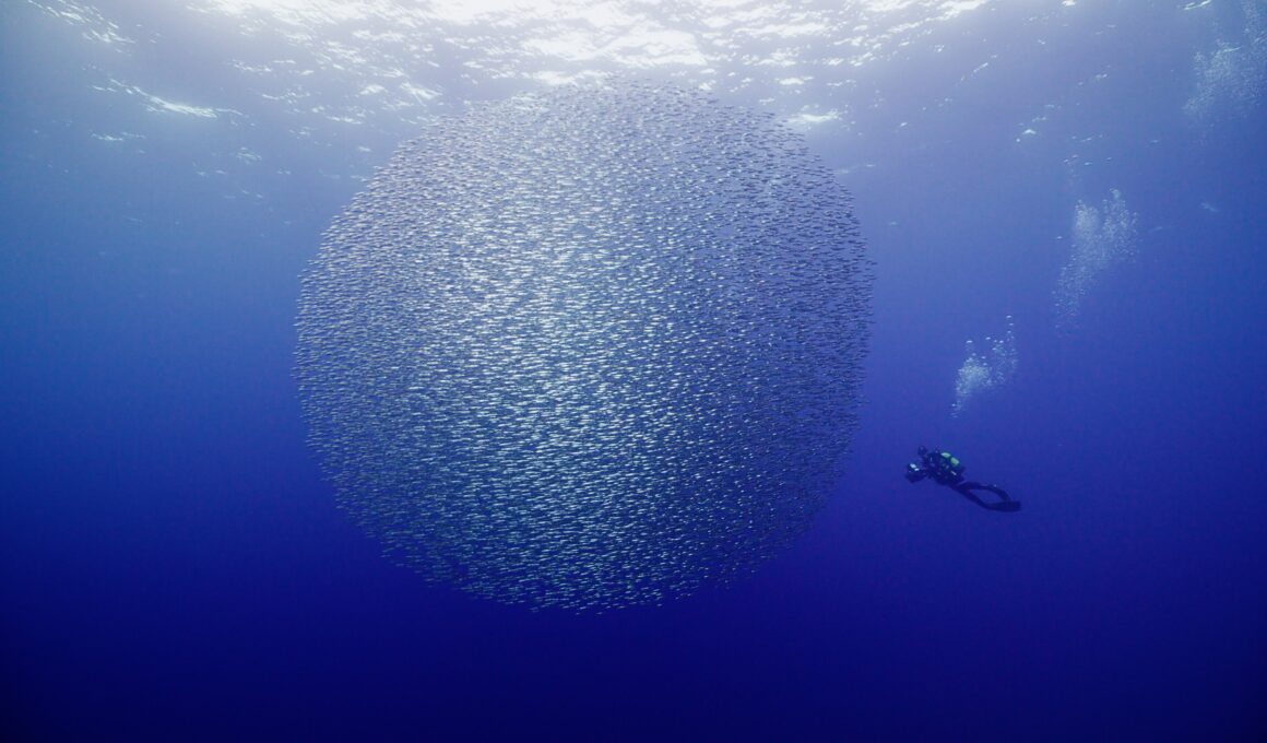 Sardine Run