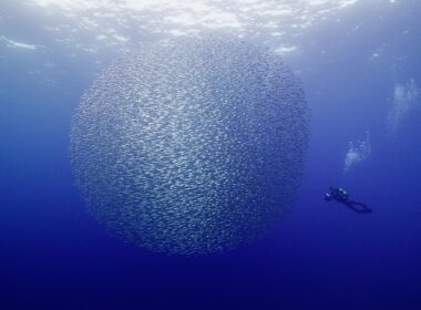 Sardine Run
