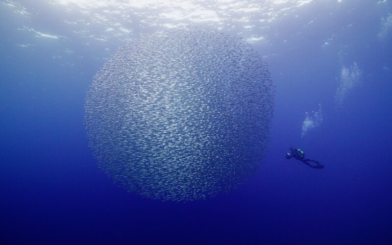 Sardine Run