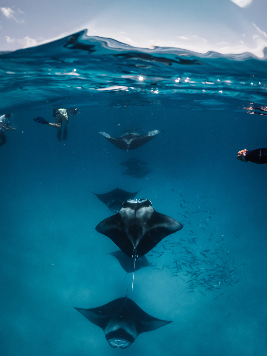 Diving in June with Manta Rays