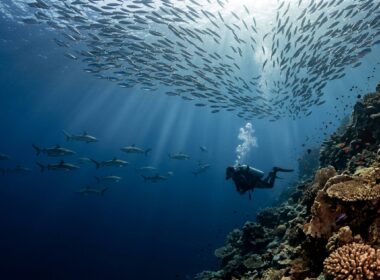 Scuba diver watching grey reef sharks patrol a sunlit Maldivian channel wall in clear blue water
