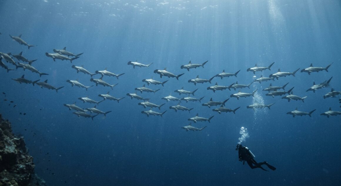 Scuba diver watching a spread out school of hammerhead sharks swimming into current in deep blue water