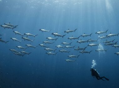 Scuba diver watching a spread out school of hammerhead sharks swimming into current in deep blue water