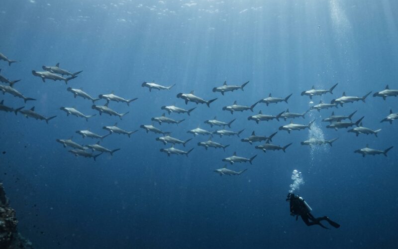 Scuba diver watching a spread out school of hammerhead sharks swimming into current in deep blue water